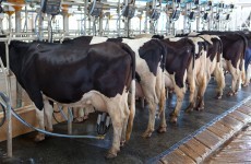 Ireland likely to be less than 1% over end of year milk quota