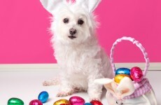 Here's why you definitely shouldn't let your dogs eat chocolate this Easter