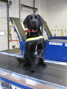 This is Stella. She helped seize €120,000 worth of cannabis today