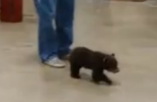 Lost baby bear wanders into garage looking for his mam