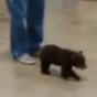 Lost baby bear wanders into garage looking for his mam