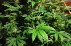 Cannabis plants seized at Wicklow house