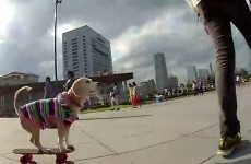 Just a Japanese beagle riding around on a skateboard, to Westlife, in Spanish