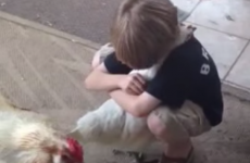 Little boy gives chicken a great big hug
