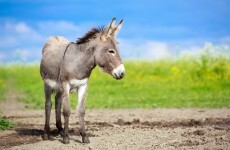 Workers at donkey sanctuary ballot for industrial action