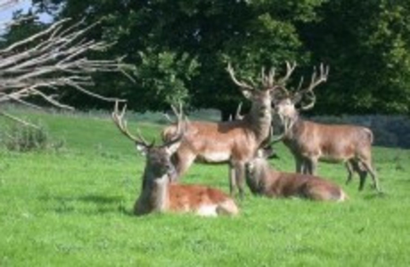 Red Deer From Kerry Could Be Introduced To The Phoenix Park