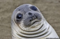Worried Seal is the new meme that perfectly sums up your life