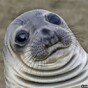 Worried Seal is the new meme that perfectly sums up your life
