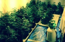 Gardaí seize €300k worth of cannabis in raid on "sophisticated grow house"
