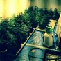 Gardaí seize €300k worth of cannabis in raid on "sophisticated grow house"