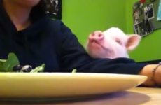 This piglet begging for salad is irresistibly cute