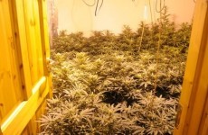 Two arrests and €115k of cannabis seized in Carlow raid