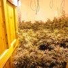 Two arrests and €115k of cannabis seized in Carlow raid