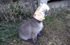 Fox cub with head stuck in a can gets rescued... and says thank you
