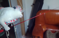 Evil genius cat goes fishing for other cat