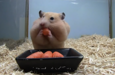 This gluttonous hamster is your Easter weekend spirit animal