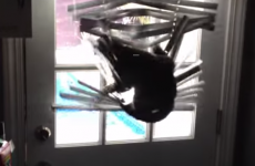 Innocent cat gets attacked by evil window blinds