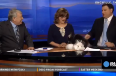 Easter Bunny begins having sex on local news show