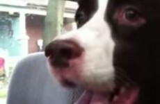 Over-excited dog sees a squirrel, shrieks like a dolphin