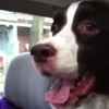 Over-excited dog sees a squirrel, shrieks like a dolphin