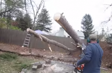 Tree re-plants itself after being chopped up