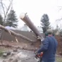 Tree re-plants itself after being chopped up