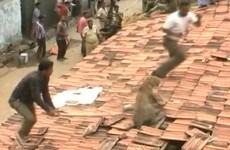 Wild leopard shocks rescue workers by leaping up through roof