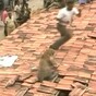 Wild leopard shocks rescue workers by leaping up through roof