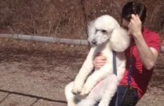 This poodle enjoying a go on a swing is the strangest thing you'll see today