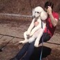 This poodle enjoying a go on a swing is the strangest thing you'll see today