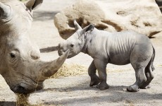 Dublin's youngest rhino will meet his dad for the first time on 'The Zoo' tonight