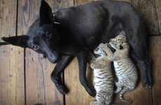 Slideshow: Dog nurses rare liger cubs after tiger mother abandoned them