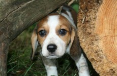 'Looking for a miracle': Kildare Animal Foundation launches urgent funding appeal