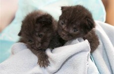 Two newborn kittens survive being boxed up and shipped 120 miles