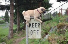 14 first world anarchists who laugh at your 'rules'