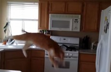 Cat makes a right mess of jumping on to the fridge