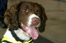 Ollie sniffs out €60k of cocaine at Shannon Airport, two men arrested