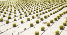 These photos show how incredibly different modern agriculture is to traditional farming
