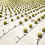 These photos show how incredibly different modern agriculture is to traditional farming