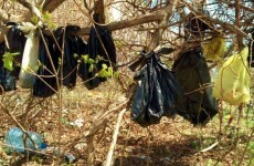 Dead cats found hanging from trees in plastic bags in New York