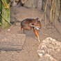A deer the size of a hamster was born in a Spanish zoo