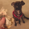 Guilty puppy adorably cracks under questioning