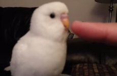 Adorable parakeet attempts to chat up its owner's finger