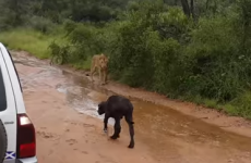 Greatest buffalo mam ever chases lion away from her calf