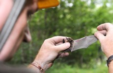 Superhero* nature lovers wanted for Irish bat survey
