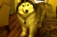 Fluffy husky DEMANDS that you play with him