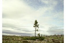 Stunning images of some of the oldest living things in the world