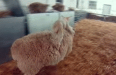 Cute little lamb tries to surf on sheep's back, fails miserably