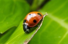 There's a new ladybird in town and it's eating the other ladybirds' eggs