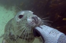 Lucky scuba diver gives friendly seal a belly rub